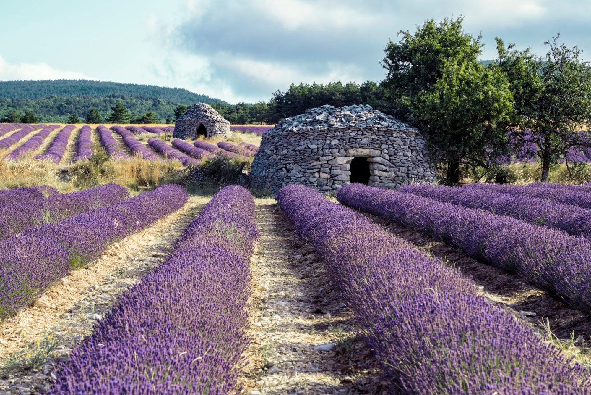 Le Cabanon Des Lavandes Entre Mont Ventoux Et Luberon Sault-de-Vaucluse Exterior photo